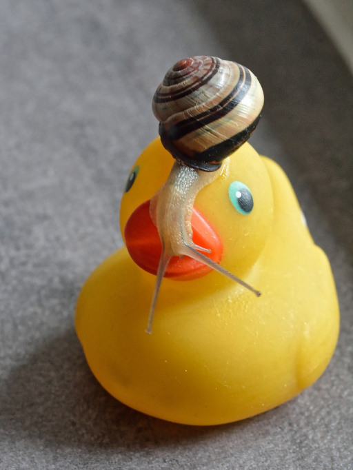 Schnecke_ente1