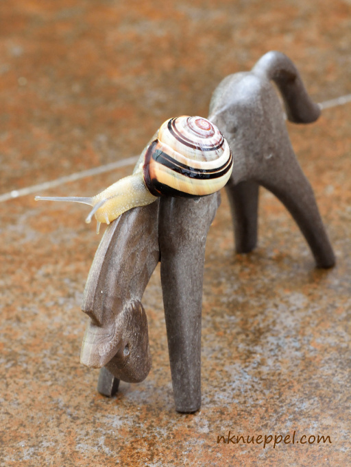 Schnecke_pferd