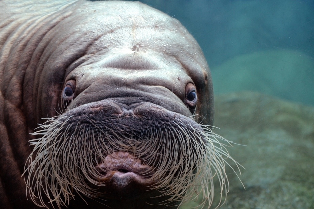 animals_000