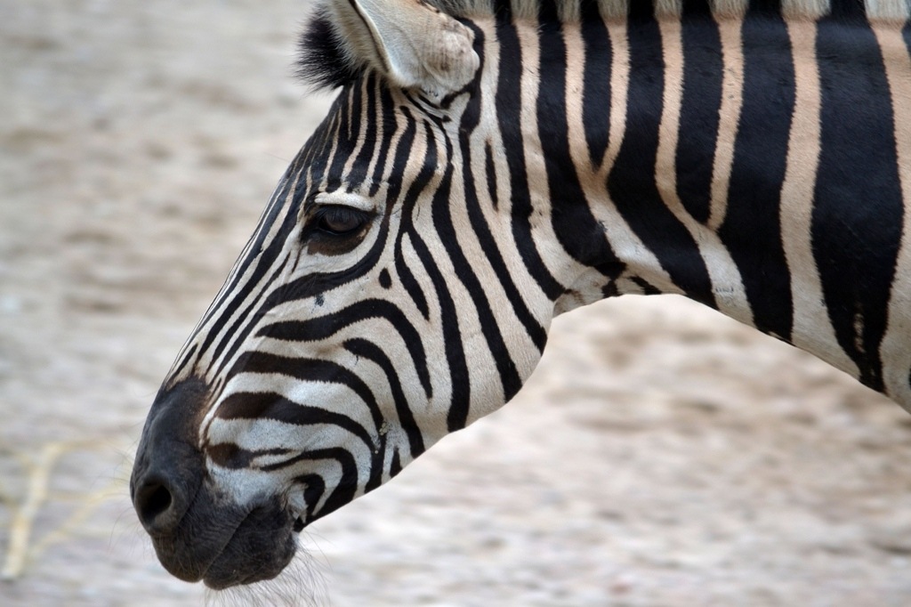 animals_001
