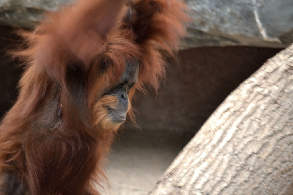 animals_002