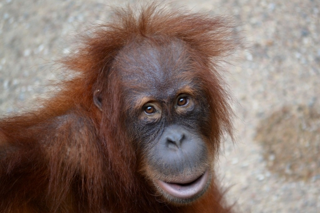 animals_003