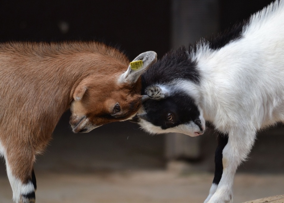 animals_006