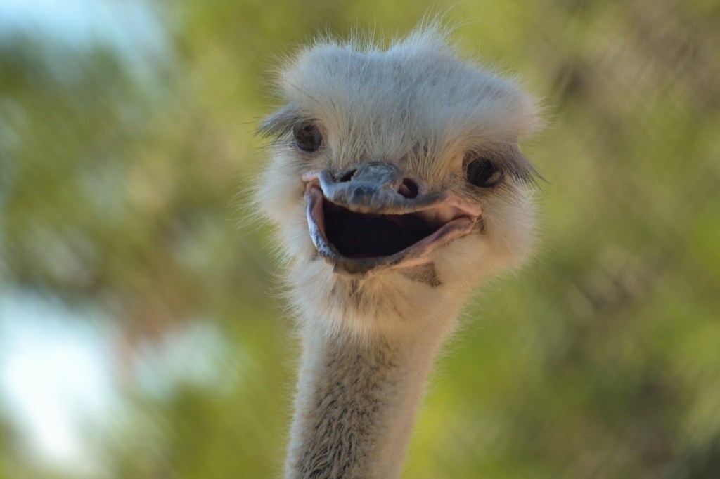 animals_007