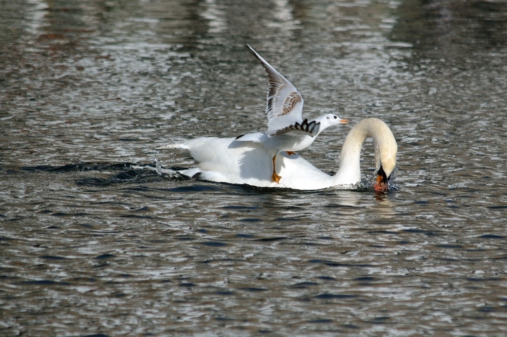 animals_008