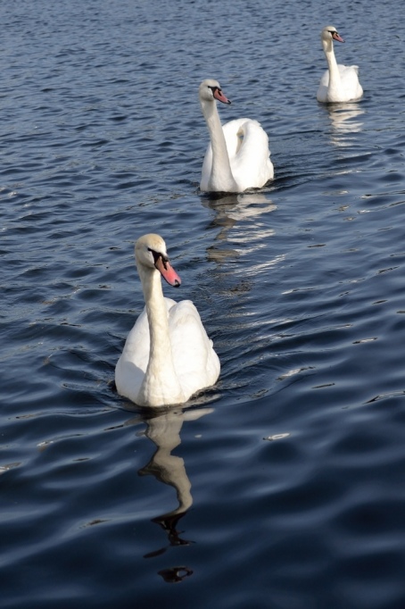 animals_009