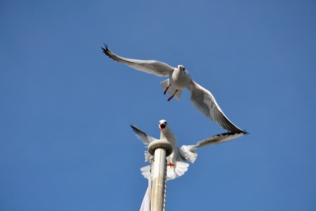 animals_011