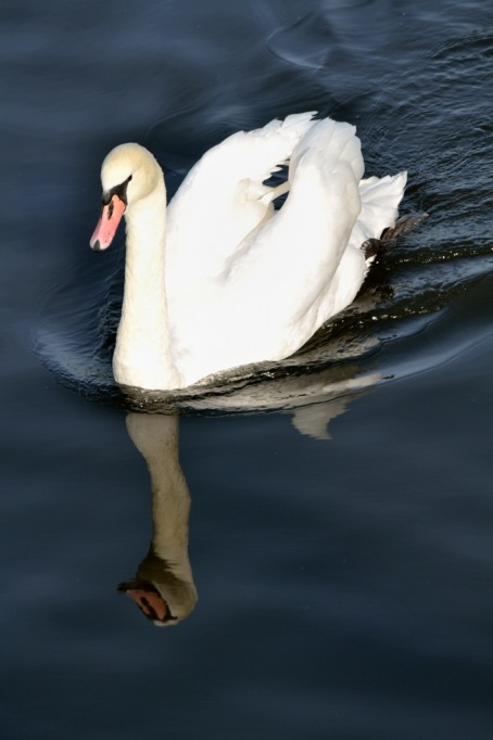 animals_012