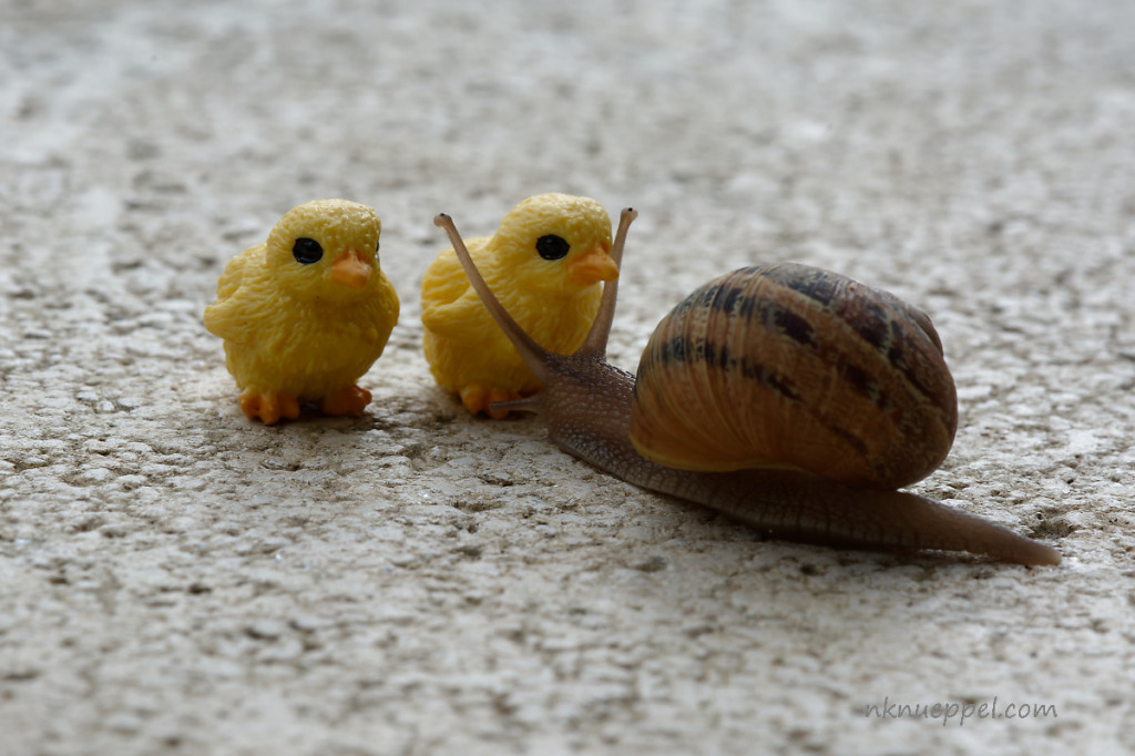 schnecke_kueken