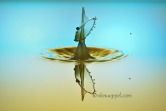 venus flytrap