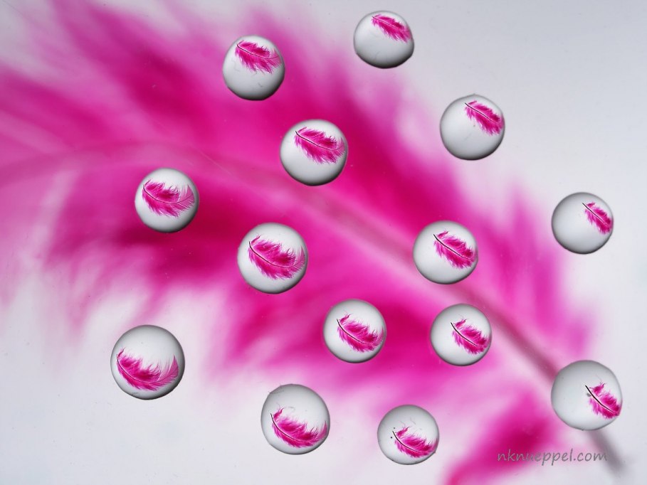 Feder_rosa