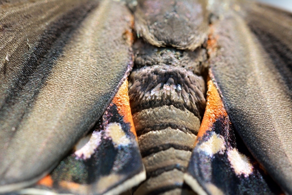macro