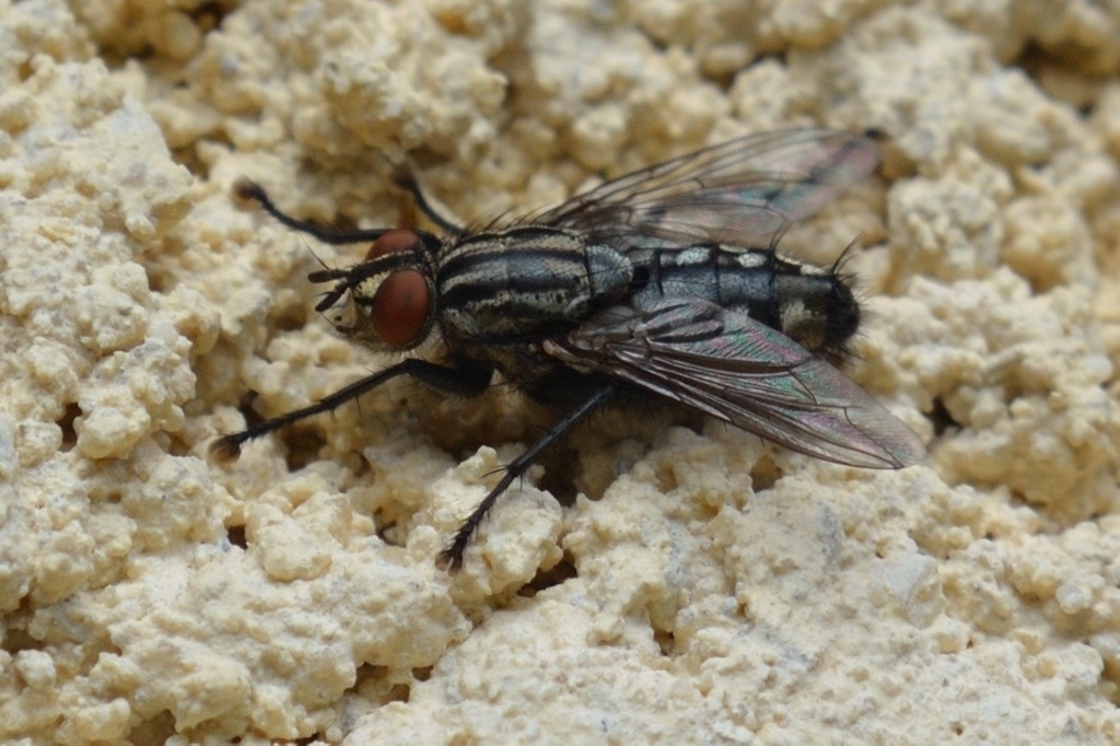 macro