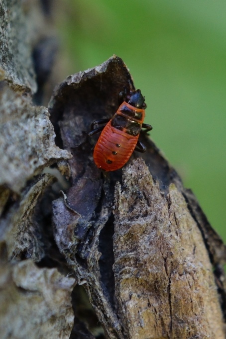 macro