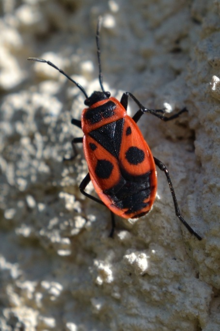 macro