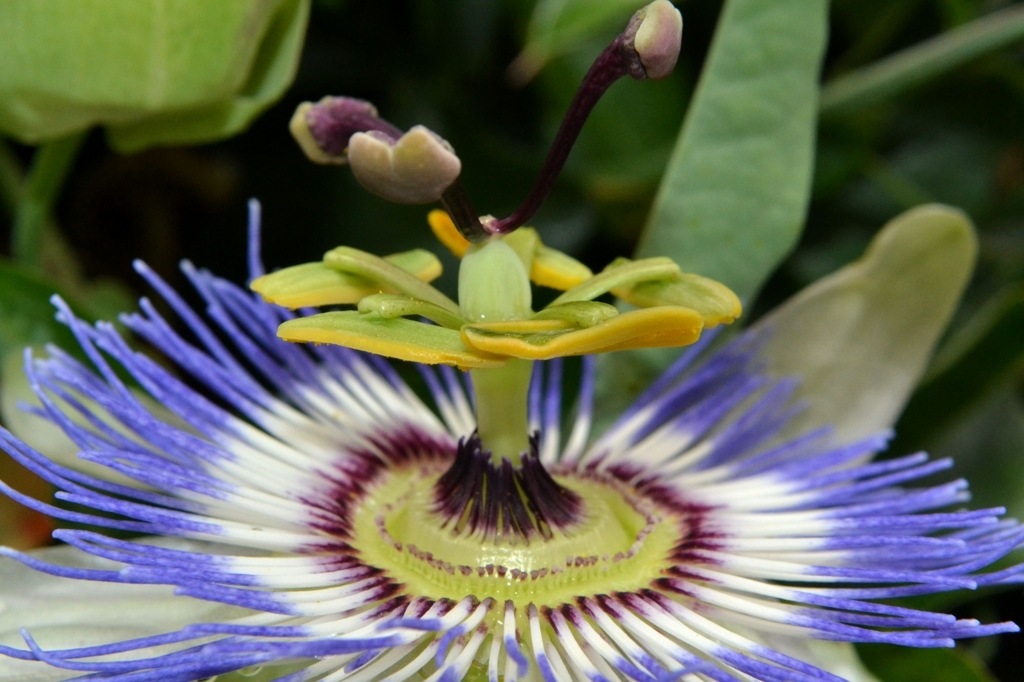 macro