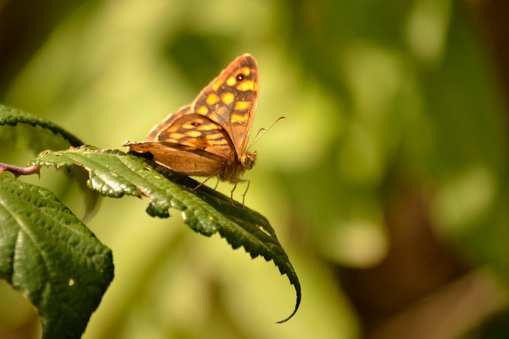 macro