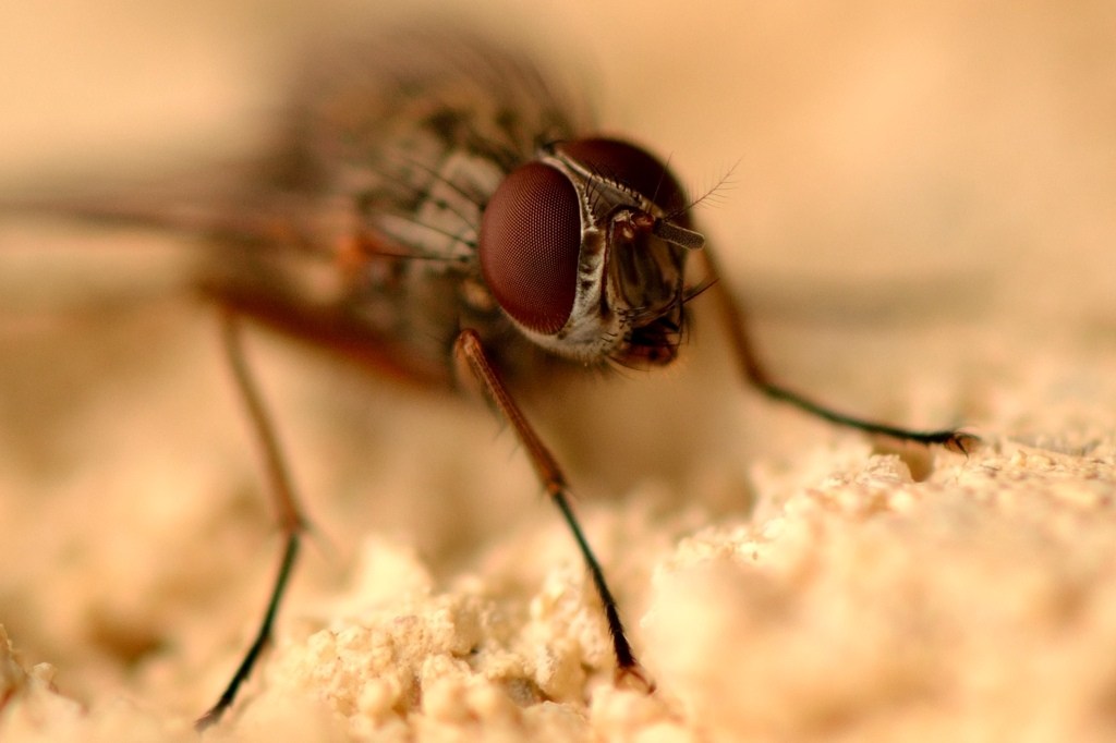 macro