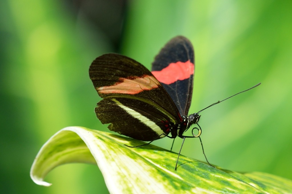 macro
