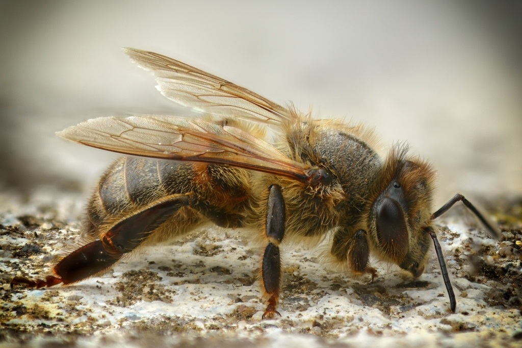 macro_015