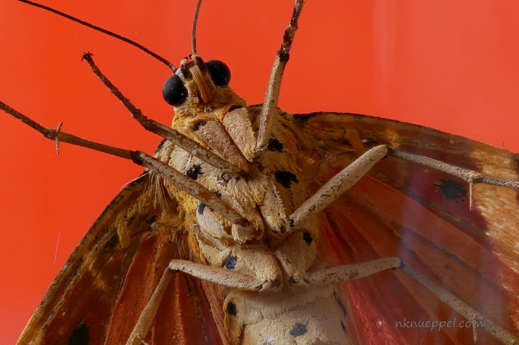 schmetterling_oben_3