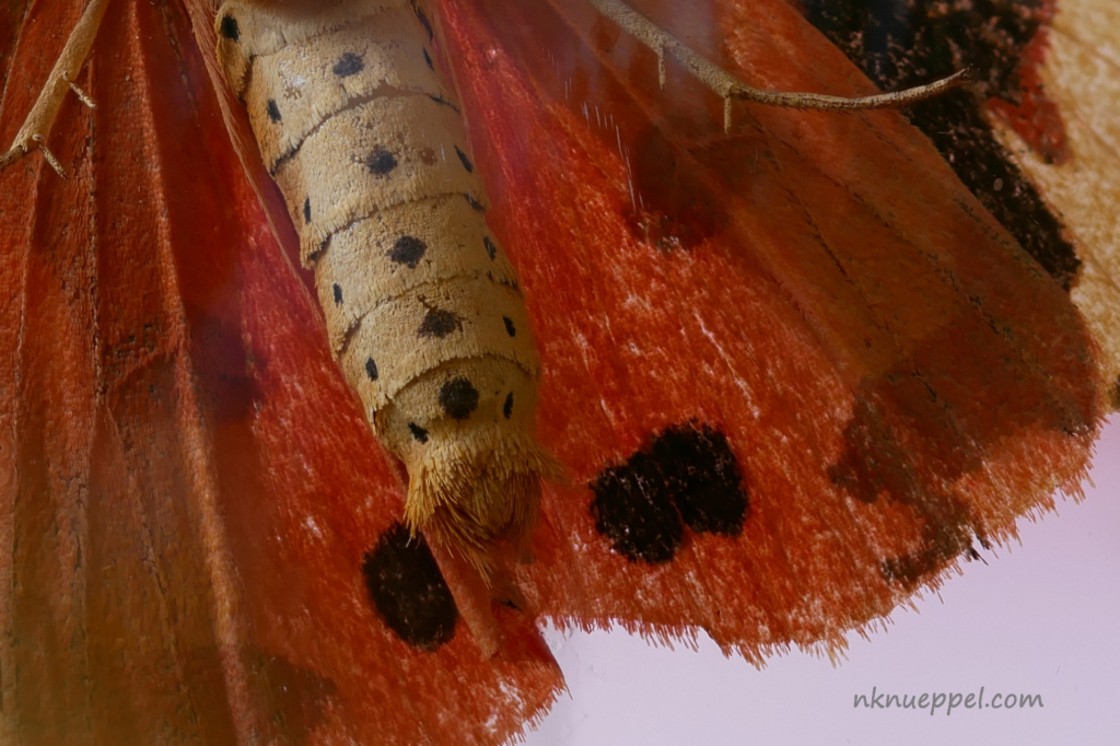 schmetterling_unten_3
